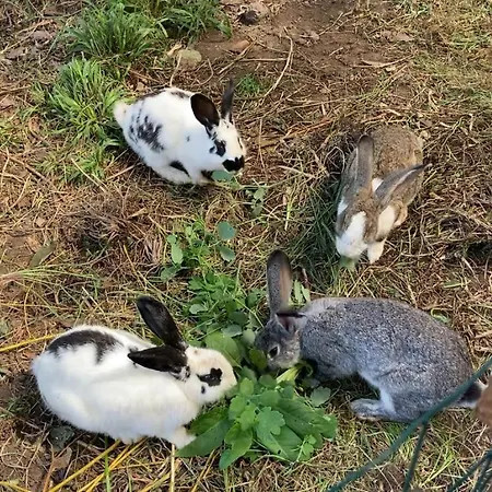 Rum i privatbostad Casa Azul *